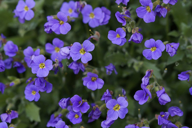 Żagwin ogrodowy Aubrieta cultorum P9