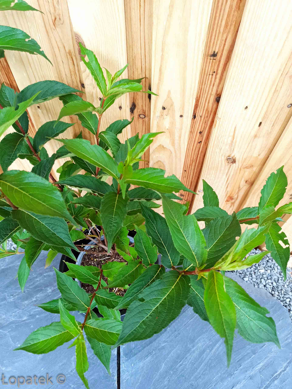 Krzewuszka Bristol Ruby Weigela P9