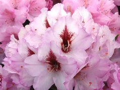 Różanecznik wielokwiatowy Danuta Rhododendron hybridum C2