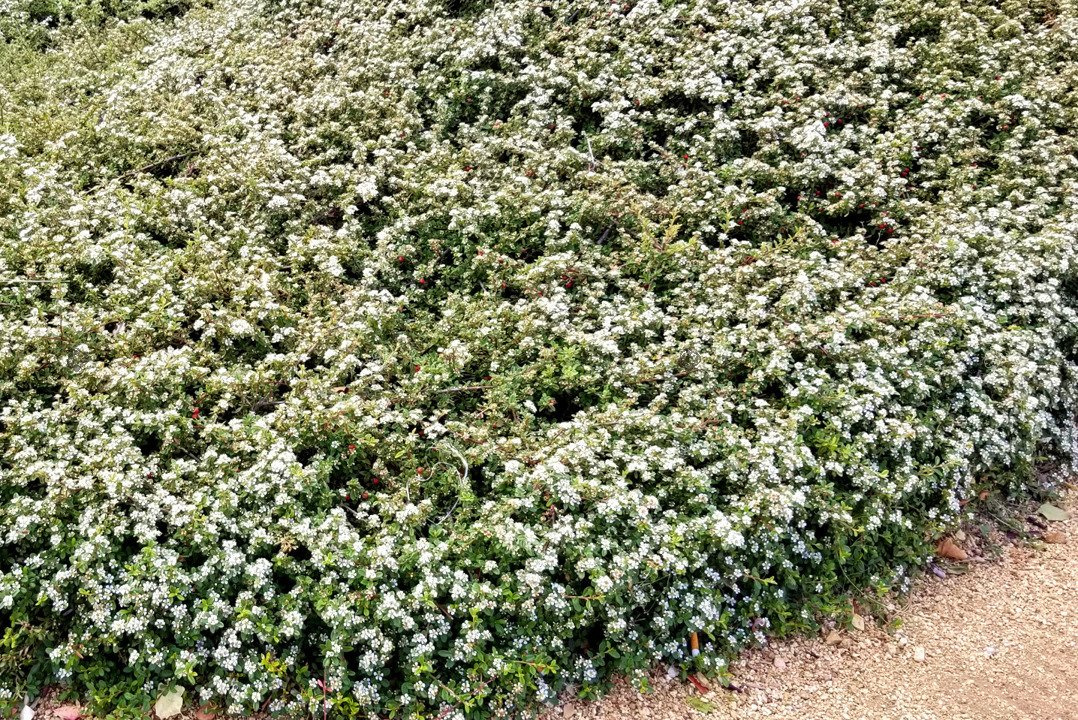 Irga pozioma Cotoneaster horizontalis C2