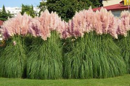 Trawa pampasowa Rosea Cortaderia selloana C2