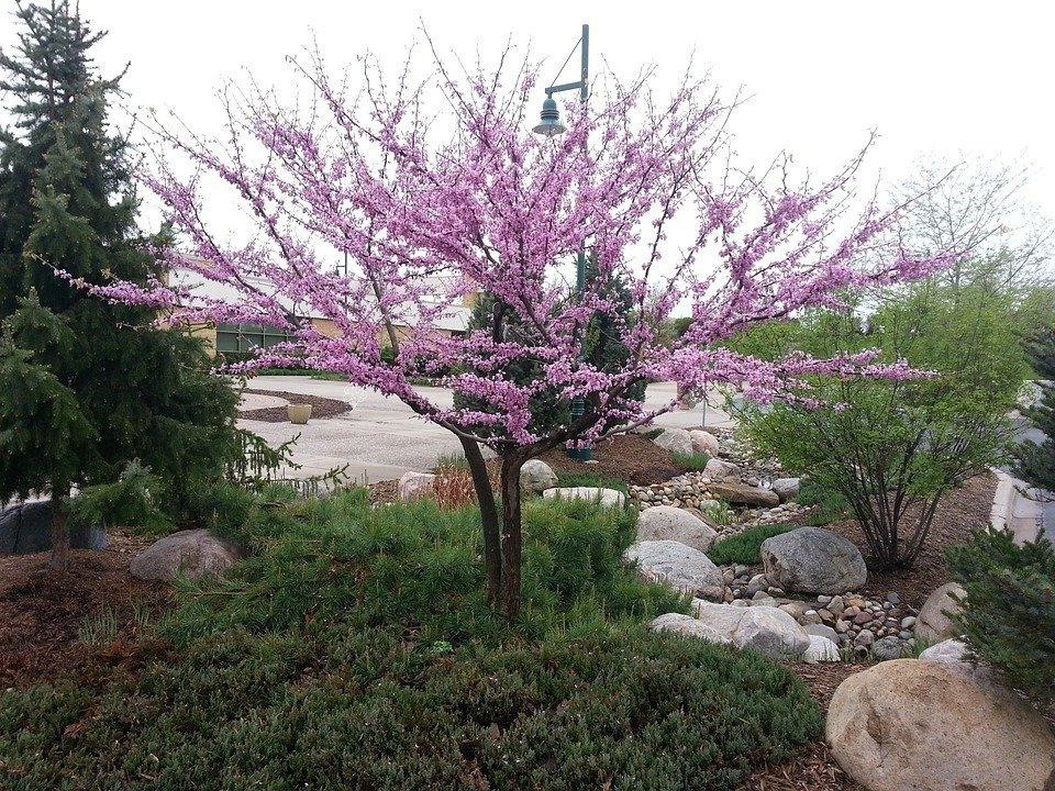 Judaszowiec kanadyjski Cercis canadensis C5