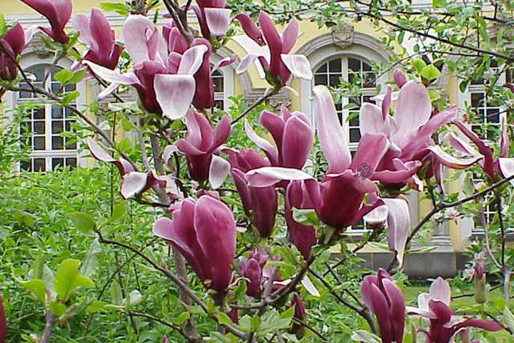 Magnolia purpurowa Nigra Magnolia liliiflora C2