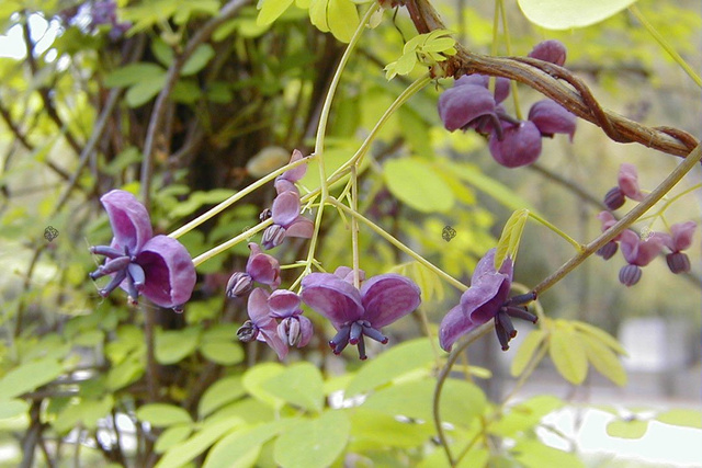 Akebia pięciolistkowa Akebia quinata C2
