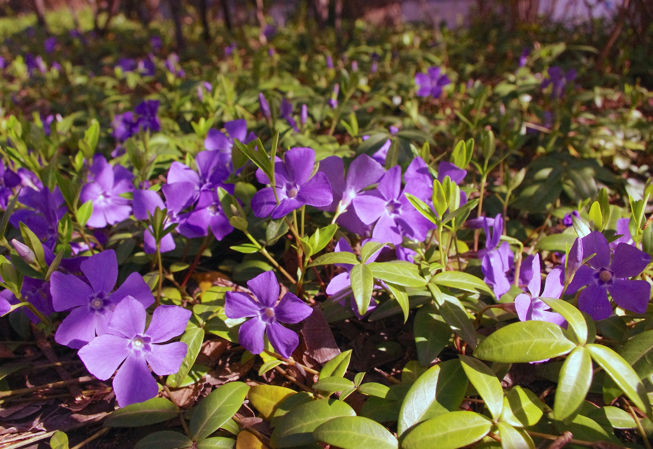 Barwinek pospolity Atropurpurea Plena Vinca minor P9