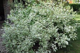 Dereń biały Elegantissima Cornus alba P9
