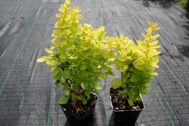 Berberys Thunberga Golden Erecta Berberis thunbergii P9