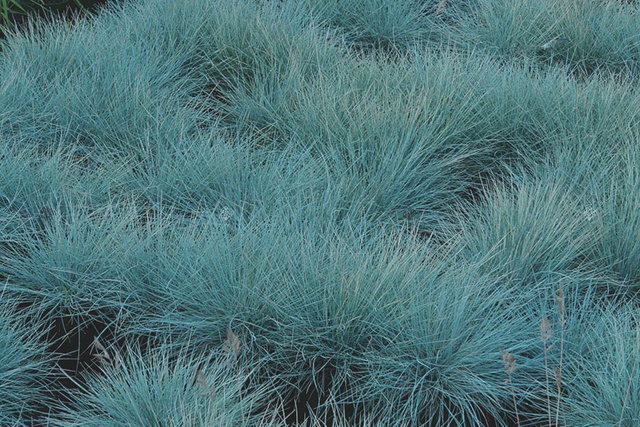 Kostrzewa sina Elijah Blue Festuca glauca P9
