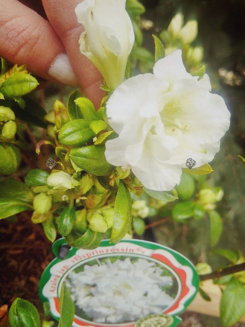 Azalia japońska Eisprinzessin PBR Rhododendron obtusum C2