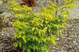 Bez koralowy Plumosa Aurea Sambucus racemosa C3