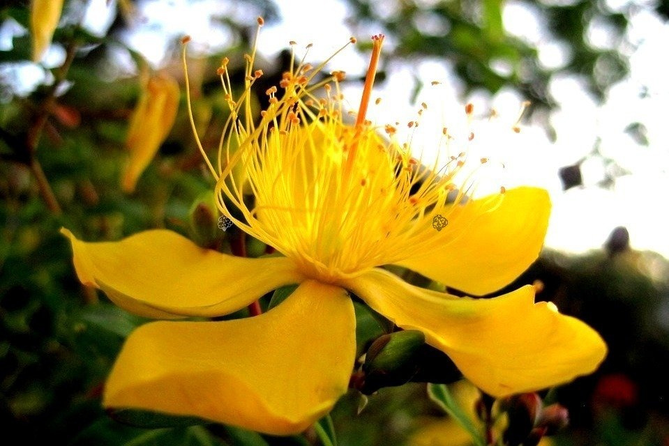 Dziurawiec kielichowaty Hypericum calycinum P9