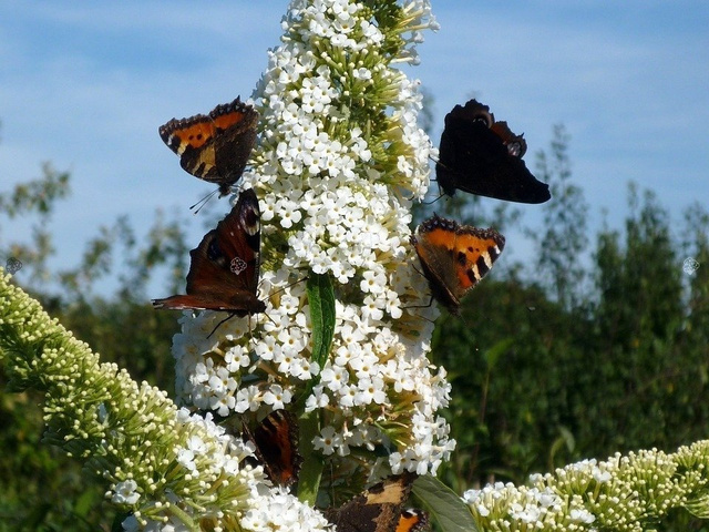Budleja Dawida White Ball Buddleja davidii P9