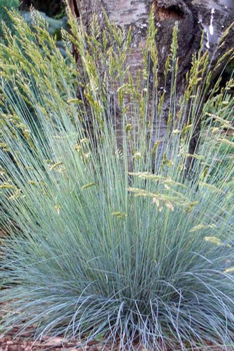 Kostrzewa sina Elijah Blue Festuca glauca P9