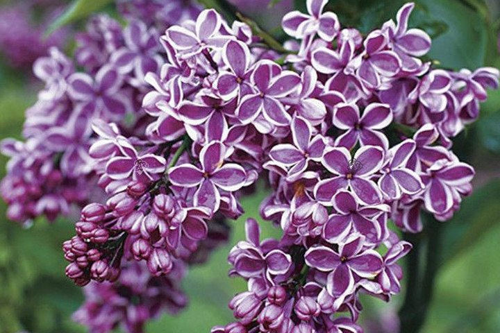 Lilak pospolity Sensation Syringa vulgaris C2