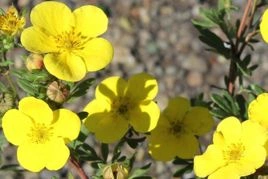 Pięciornik krzewiasty Sommerflor Potentilla fruticosa C2