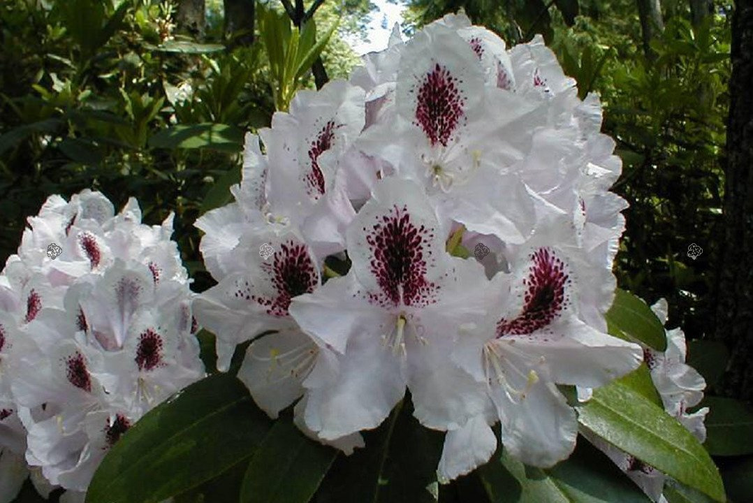 Różanecznik Calsap Rhododendron C2