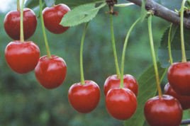 Wiśnia Lucyna Prunus cerasus