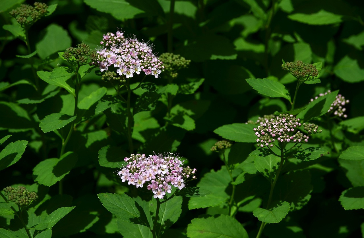 Tawuła japońska Little Princess Spiraea japonica C2