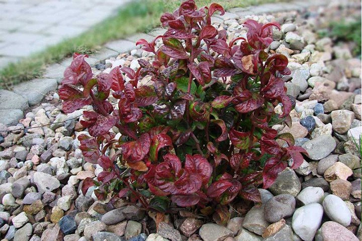 Kiścień axillaris Curly Red PBR Leucothoe axillaris C1,5