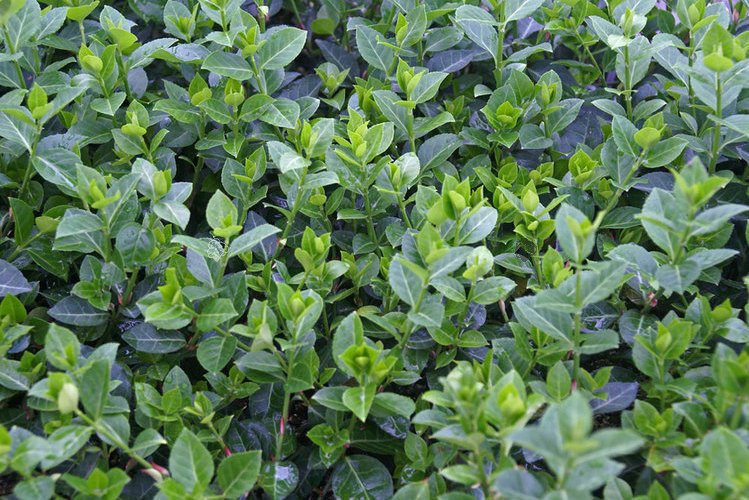 Trzmielina Fortune'a Coloratus Euonymus fortunei