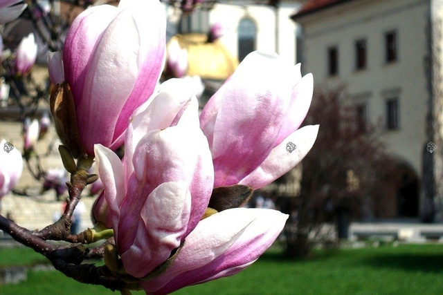 Magnolia Heaven Scent Magnolia C2
