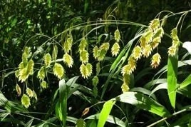 Obiedka szerokolistna Chasmanthium latifolium P9