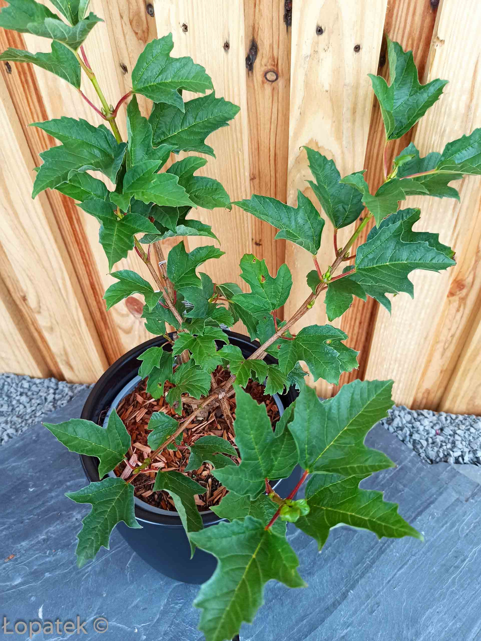 Kalina koralowa Compactum Viburnum opulus C3