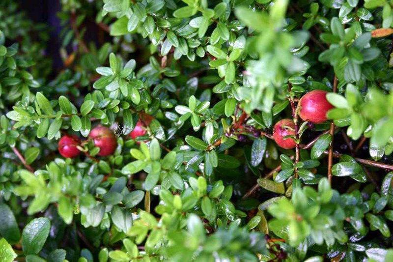 Borówka brusznica Big Pearl Vaccinium macrocarpon  P9
