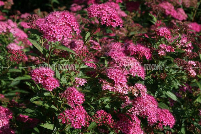 Tawuła japońska Anthony Waterer Spiraea japonica P9