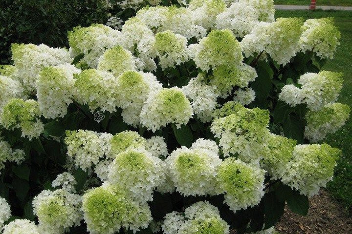 Hortensja bukietowa Bobo PBR Hydrangea paniculata C2