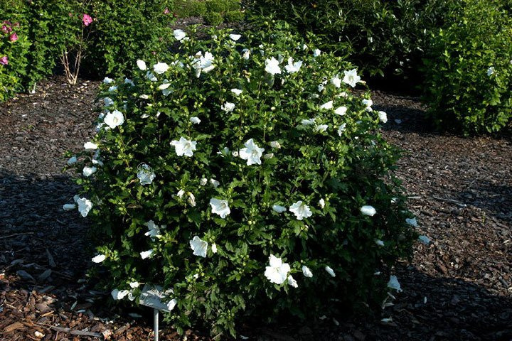 Ketmia syryjska Totus Albus Hibiscus syriacus C2