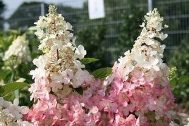 Hortensja bukietowa Pinky Winky PBR Hydrangea paniculata C3