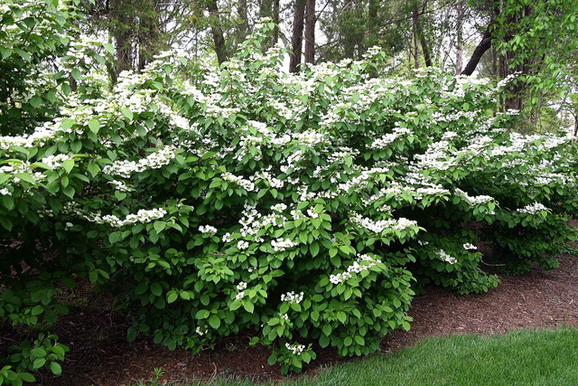 Kalina japońska Shasta Viburnum plicatum f. tomentosum P9