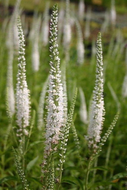 Przetacznik długolistny Schneeriesin Veronica longifolia C2
