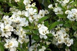 Obiela groniasta Niagara PBR Exochorda racemosa C3