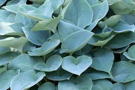 Funkia Halcyon Hosta C2