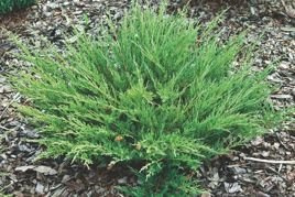 Jałowiec płożący Andorra Compact Juniperus horizontalis C2