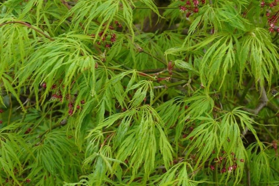 Klon palmowy Dissectum Acer palmatum C7,5