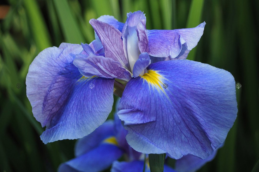 Kosaciec blady Variegata Iris pallida P9