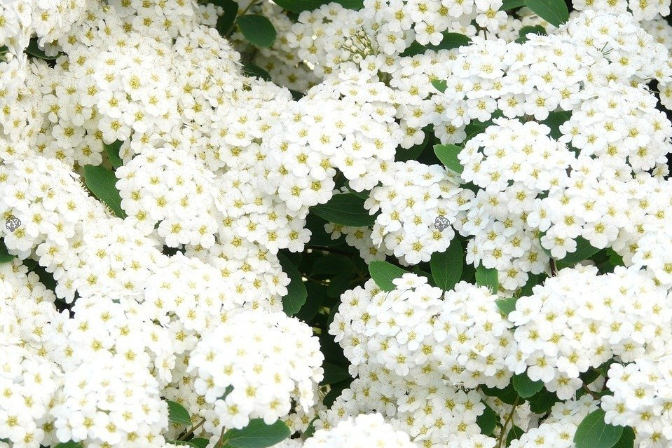 Tawuła brzozolistna Island Spiraea betulifolia P9
