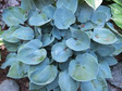 Funkia Hadspen Blue Hosta