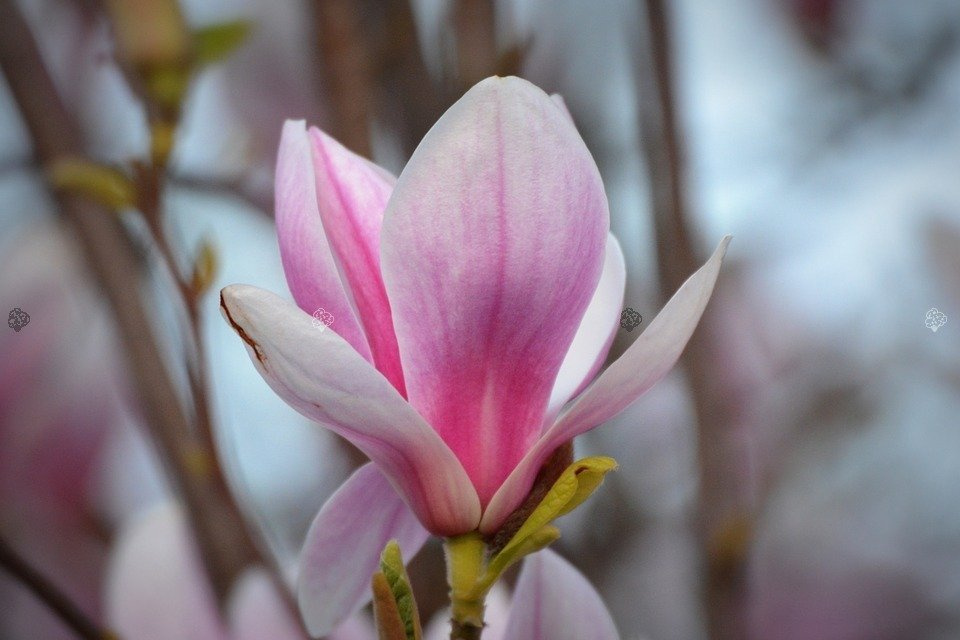 Magnolia Heaven Scent Magnolia C2