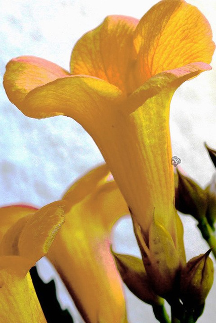 Milin amerykański Flava Campsis radicans C2