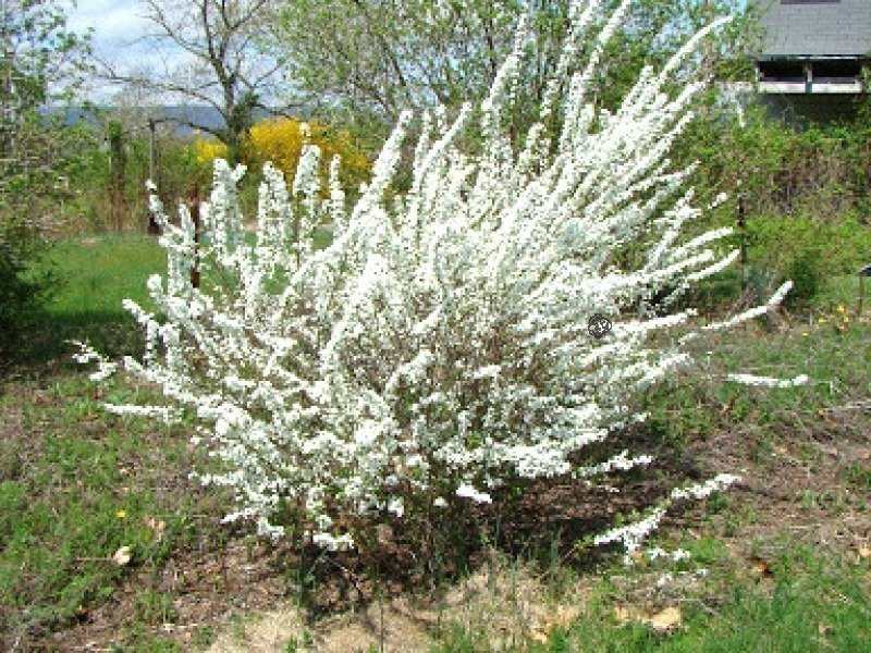 Tawuła śliwolistna Spiraea prunifolia C3