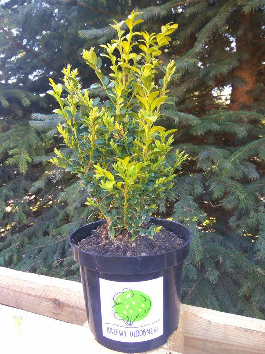 Bukszpan wieczniezielony kula Buxus sempervirens C7,5