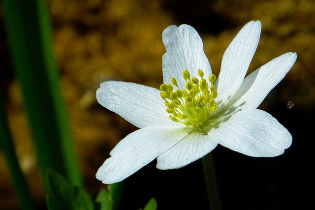 Zawilec wielkokwiatowy Anemone sylvestris