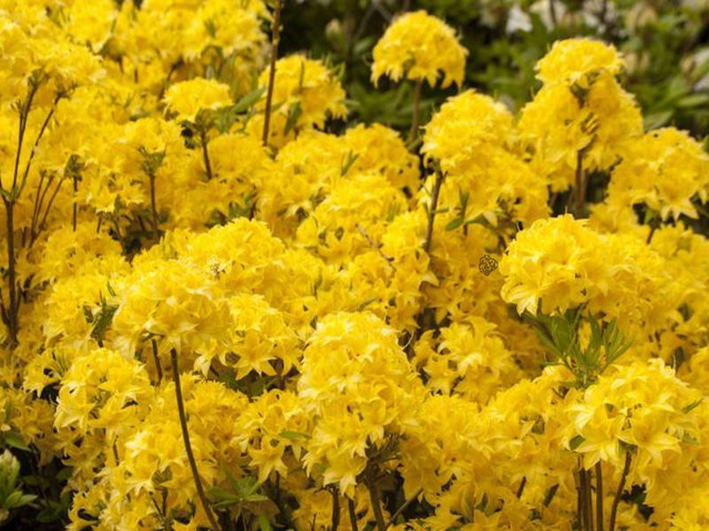 Azalia wielkokwiatowa Sonnenkopfchen Rhododendron C4