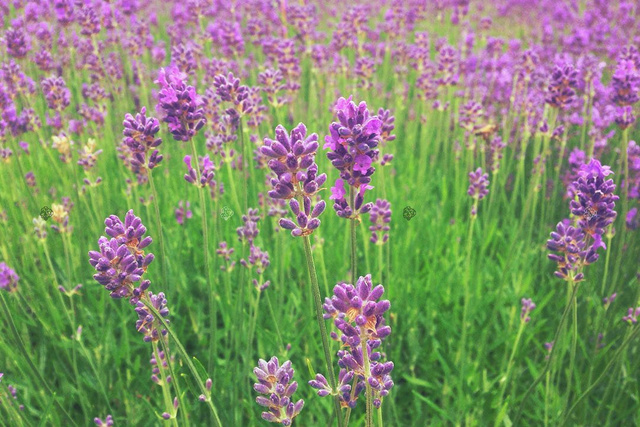 Lawenda wąskolistna Hidcote Blue Scent Lavandula angustifolia P9