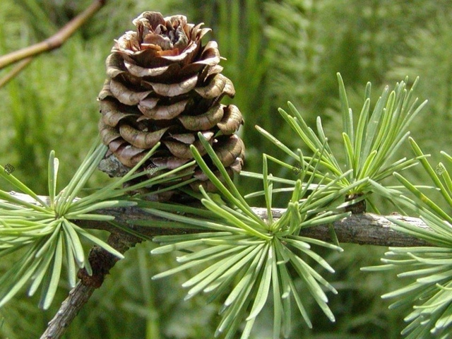 Modrzew japoński Larix kaempferi C5