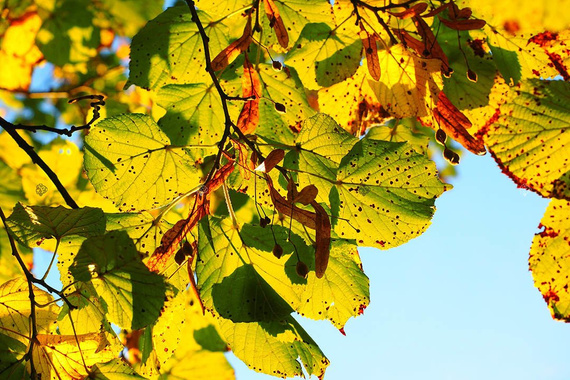 Lipa drobnolistna Tilia cordata